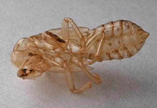 Réf. 346 848 : Tettigettula pygmea